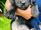 Labrador Puppies