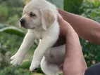 Labrador Puppies (Pure Breed)