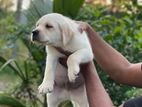 Labrador Puppies