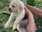 Labrador Puppies