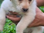 Labrador Puppies