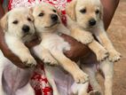 Labrador Puppies