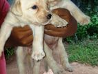 Labrador Puppies