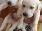 Labrador Puppies