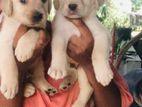 Labrador Puppies