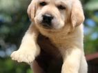 Labrador Puppies