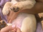 Labrador Puppies