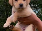 Labrador Puppies