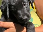 Labrador Puppies