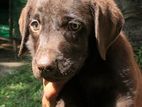 Labrador Puppies