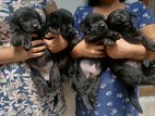 Labrador Puppies