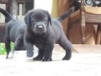 Labrador Puppies ( Golden yellow & Black )