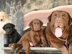 Labrador Puppies ( Golden yellow and Chocolate Brown )