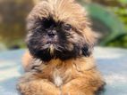 Shih Tzu Puppies