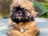 Shih Tzu Puppies