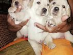 Labrador Puppies