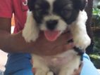 Shih Tzu Puppies