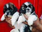 Shih Tzu Puppies