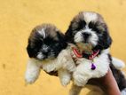 Shih Tzu Puppies