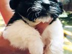 Shih Tzu Puppies