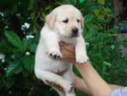 Labrador puppies (imported line)