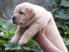 Labrador Puppies Looking for New House