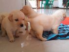 Labrador Puppies