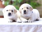 Labrador Puppies (male and Female )