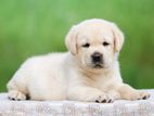 Labrador puppies (Male & Female)