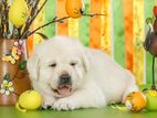 Labrador puppies (Male & Female)