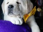 LABRADOR PUPPIES (MALE AND FEMALE )