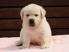 Labrador Puppies (male and Female )