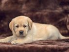 Labrador Puppies