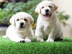 Labrador puppies (male and female )