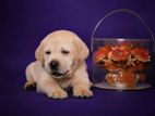 Labrador puppies (Male and female )pure breed