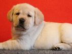 Labrador puppies (Male and female )pure breed