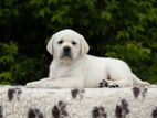 Labrador Puppies (male- Big Born Head)