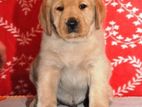 Labrador Puppies (Male) Big Born Head
