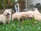 Labrador Puppies (male/female)