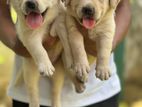 Labrador Puppies (Male)