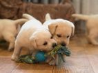 Labrador Puppies (male)