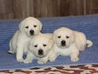 Labrador Puppies
