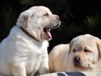 Labrador Puppies