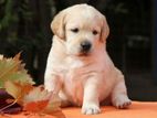 Labrador puppies (male pure breed)