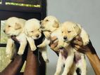 Labrador Puppies
