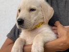 Labrador Puppies