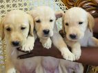 Labrador Puppies