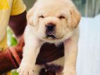 Labrador Puppies (Pure Breed-Big Bone Big Head)