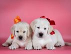Labrador Puppies