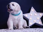 Labrador Puppies